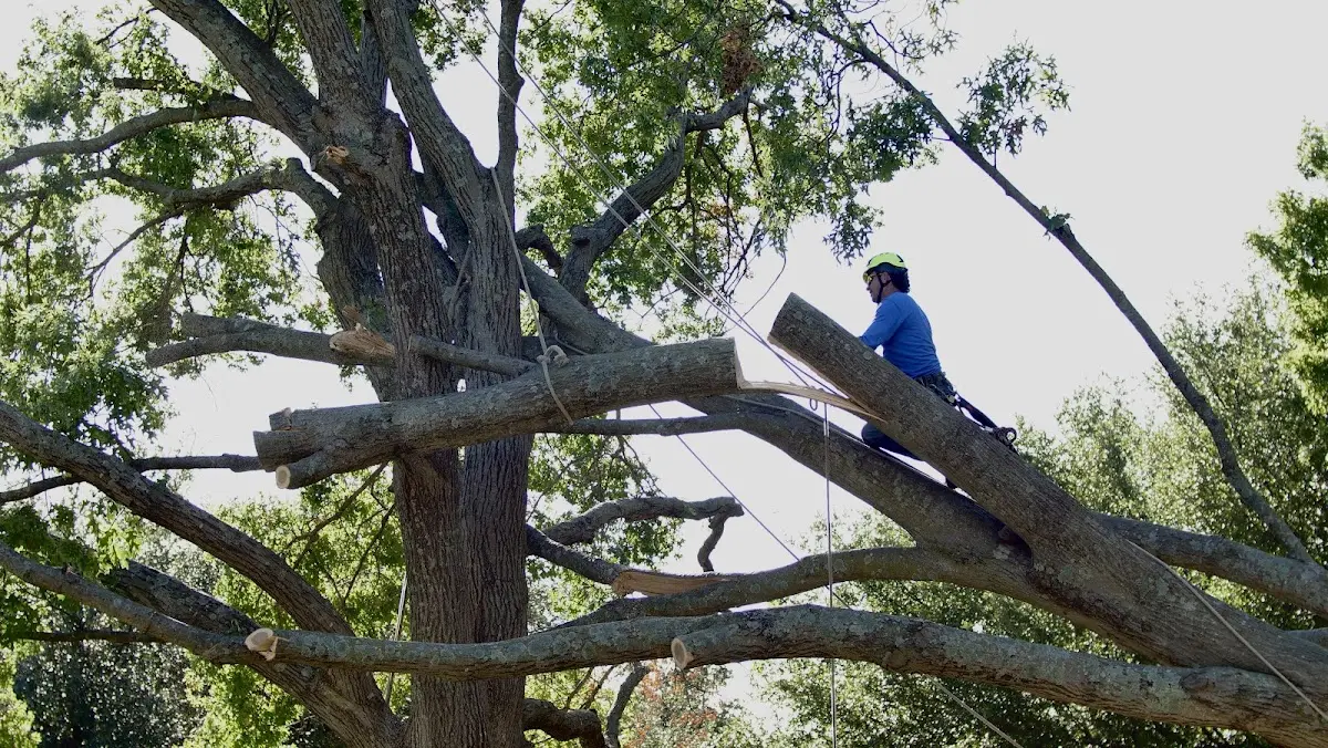 Professional Hazardous Tree Removal performed by certified arborists in Catawba